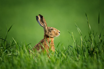 Wild Hare, covered with drops of dew, sitting in the grass in the sun
