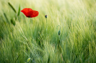 Sunlit red poppy on a background of a wheat field