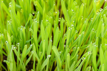 Fototapeta na wymiar green grass and dew