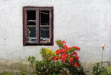 Fototapeta na wymiar Old house wall with dusty window.Red and yellow rhododendron and tulip.