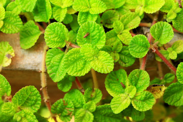 Pepper mint leaves