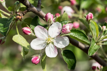 Obraz na płótnie Canvas Blooming apple tree twig.