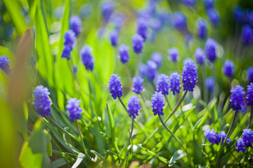 Dark blue flowers Muscari  in evening light