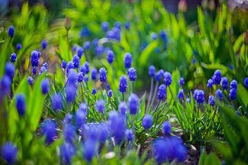 Dark blue flowers Muscari  in evening light