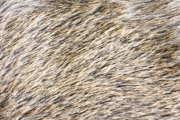 Boar fur texture.