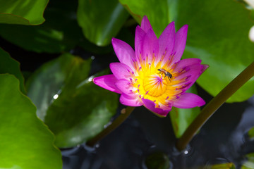 Insect on yellow carpel of beautiful purple lotus flower