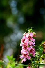 Forget me not flower