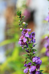 Forget me not flower