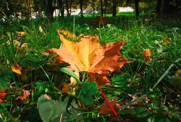 Autumn maple leaf on the grass