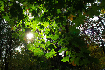 Sunlight through green maple leaves