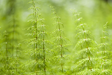 Nature background image from Finland