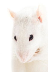 white rat, close-up