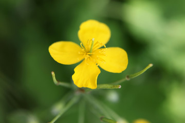 yellow flowers