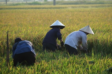 Farmers harvesting rice in their fields, Hanoi, vietnam