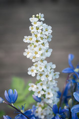 Blue and white flowers