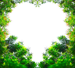 Golden shower trees in heart shape