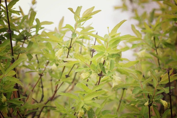 Obraz premium macro leaves and thorns on the trees