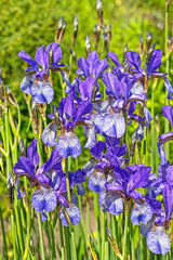 Fototapeta na wymiar Ирис сибирский (Iris sibirica)