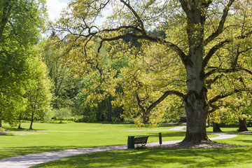 An old oak tree in a park