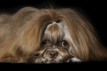 Shih-tzu en studio sur fond noir