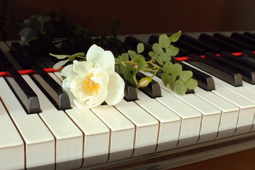 White rose on keyboard piano