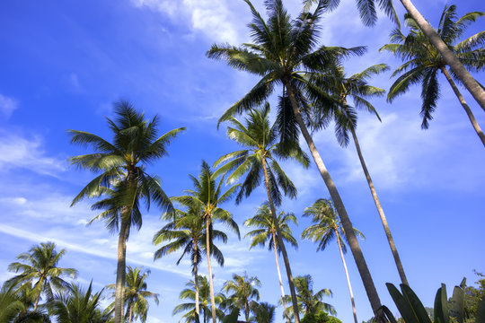 Koh Mook Island Palm Trees.