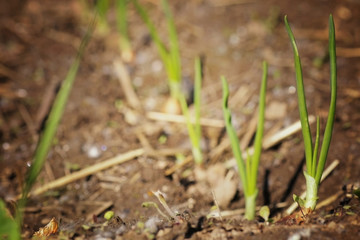 Fototapeta premium Onion sprouts in the garden
