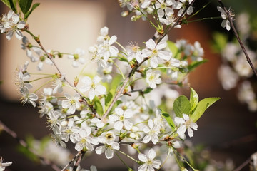 garden trees in bloom macro sunset