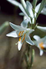 White Lily. Background