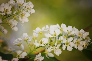 Obraz premium garden trees in bloom macro sunset