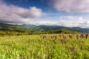 Obraz premium springtime