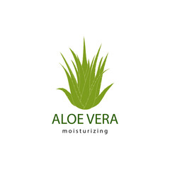 vector illustration of green aloe vera plant