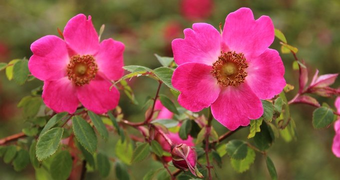 Rose sauvage, &eacute;glantier