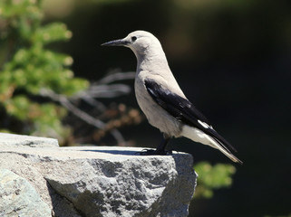 Clark's Nutcracker - Nucifraga columbiana