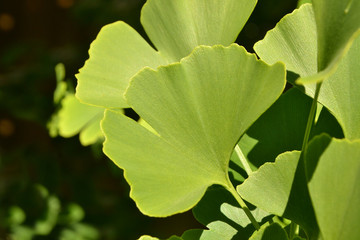 Ginkgo Biloba Blatt