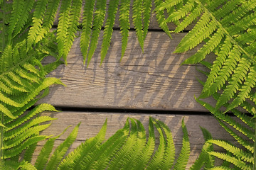 background lily fern
