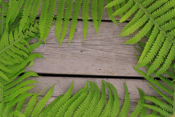 background lily fern