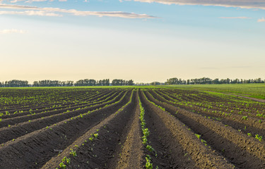 Fototapeta na wymiar shoots potato farmer field.