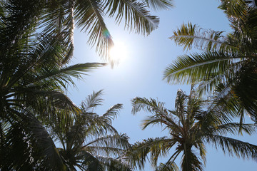Fototapeta na wymiar sky and palms on Maldives