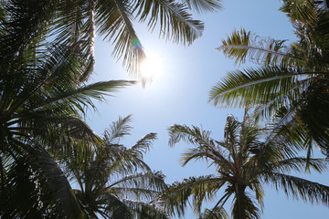 Fototapeta premium sky and palms on Maldives