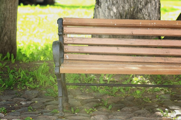 bench in the park in spring