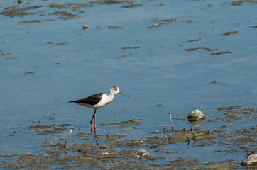 Gull on the bank