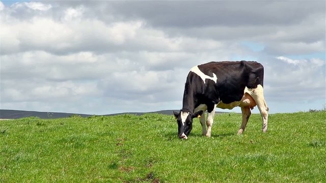 A cow grazing in a field