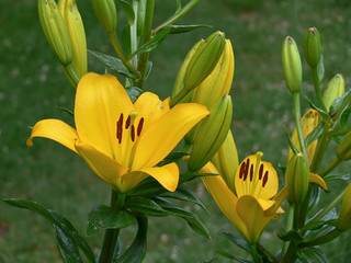fiore giallo di giglio (Lilium sp.)