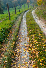 Road Covered with Leaves in Autumn