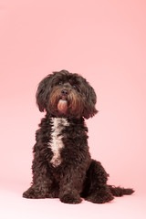 Tibetan terrier on pink background