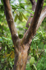 Forest tree. nature tree trunk