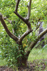 Tree trunk in forest