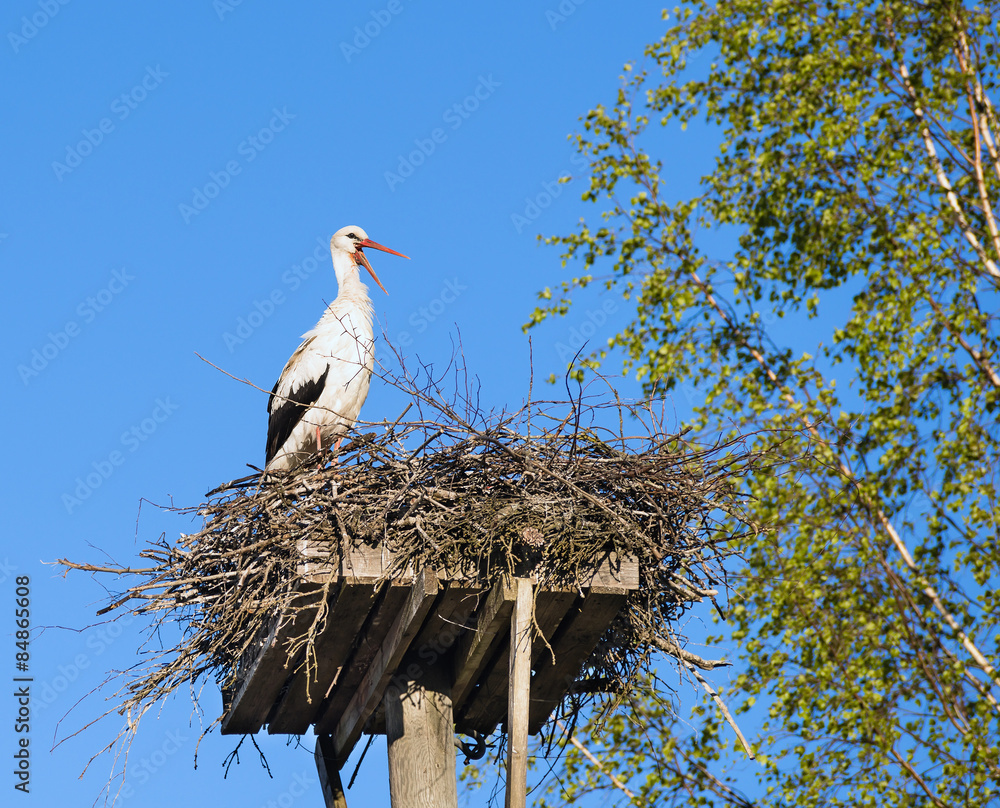 Wall mural White Stork (Ciconia ciconia) standing on wooden  platform nest