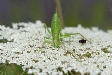 Grasshopper on cow parsley